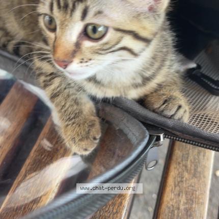 Photo 1/1 Ylva Chat lost in Chambery