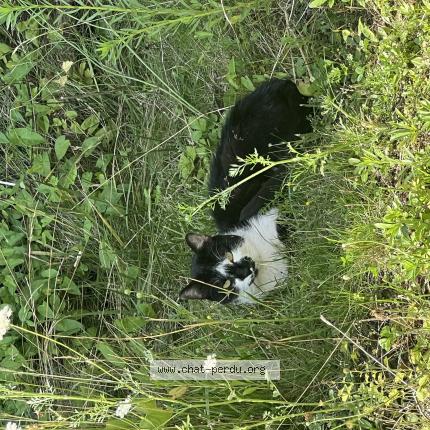 Photo 1/1 Found cat Found in Lieusaint