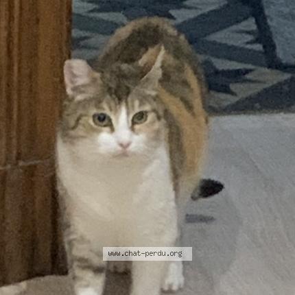 Foto 1/1 Kat teruggevonden Vermist in Namur