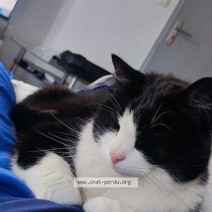 Photo 1/1 Garrigues Christophe Chat lost in Lavernose lacasse