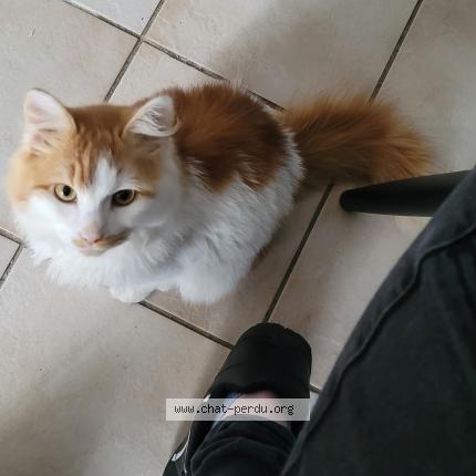 Photo 1/1 Mimi Chat lost in Le vieux bourg