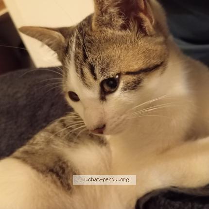 Photo 1/1 Found cat Found in Angers