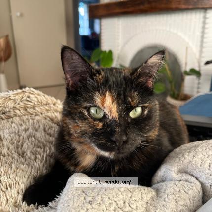 Photo 1/1 Yuna Chat lost in Tarnos