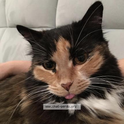 Photo 1/1 Kashkouch Chat lost in Colombier saugnieu