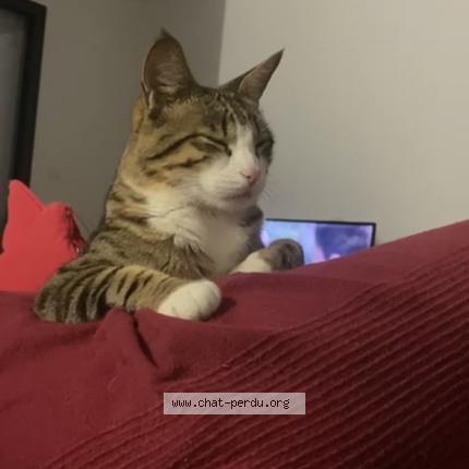 Photo 1/1 Tigrou Chat lost in Blain