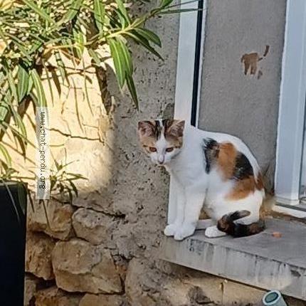 Photo 1/2 Violette Chat lost in Vieilley