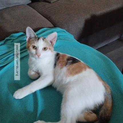 Photo 2/2 Violette Chat lost in Vieilley