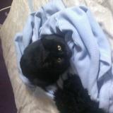 Picture of cat lost at Le Val D Ajol