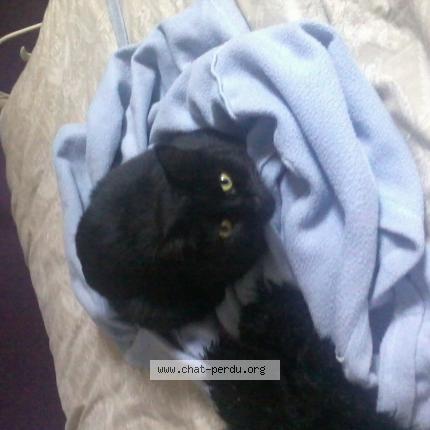 Photo 1/1 Cat reunited Lost in Le val d ajol