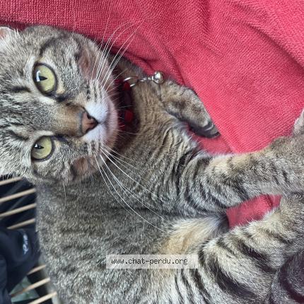 Photo 1/1 Alys Chat lost in Lyon