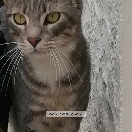 Photo 1/1 Miaous Chat lost in Saint cyprien