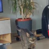 Picture of cat lost at Chalain D Uzore