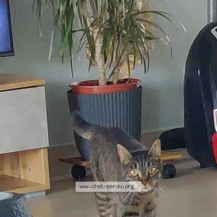 Photo 1/1 Fleur Chat lost in Chalain d uzore