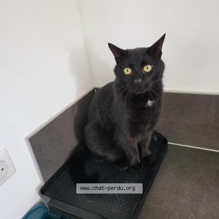 Photo 1/1 Ayaz Chat lost in Rixheim