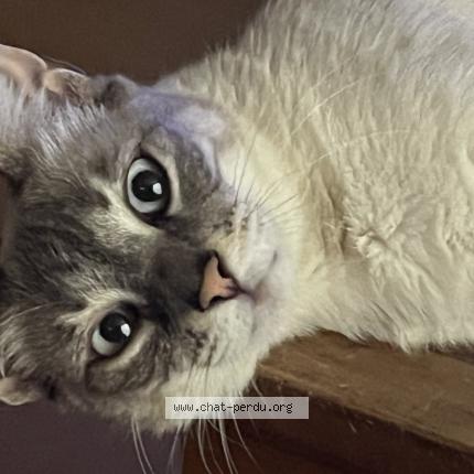 Photo 1/1 Vanille Chat lost in Saint symphorien s s chomerac