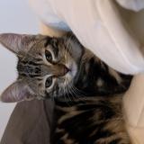 Picture of cat lost at Romainville