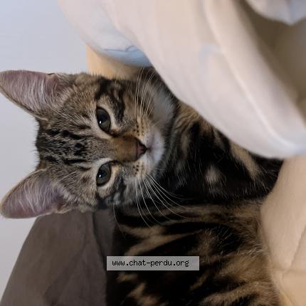 Photo 1/1 Anubis Chat lost in Romainville