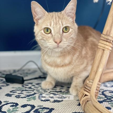 Photo 1/1 Mocha prononciation Moka Chat lost in Oissel