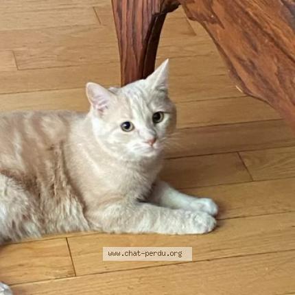 Photo 1/1 Tao Chat lost in Verdun