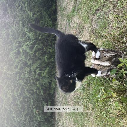 Photo 1/1 Sushi Chat lost in Toucy