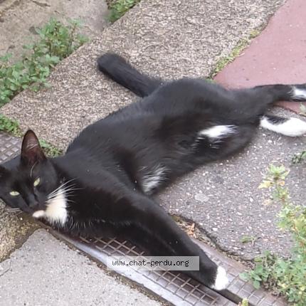 Photo 1/1 Colin Chat lost in Langoiran