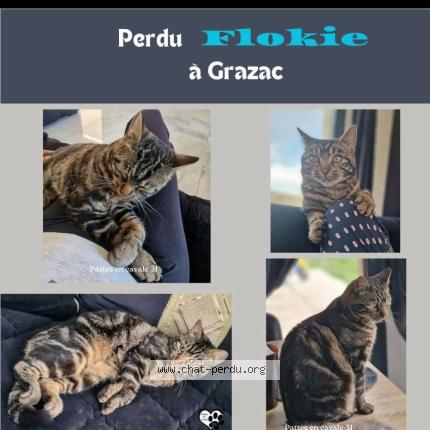 Photo 1/1 Flokie Chat lost in Grazac