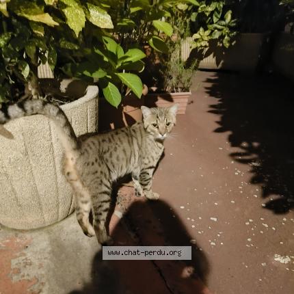 Photo 1/1 Found cat Found in Paris