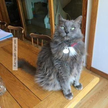 Photo 1/1 Gatsby Chat lost in Voray sur l ognon