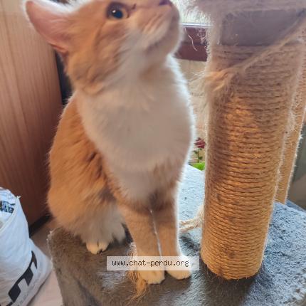 Photo 1/1 Isabelle Quéro Chat lost in La norville