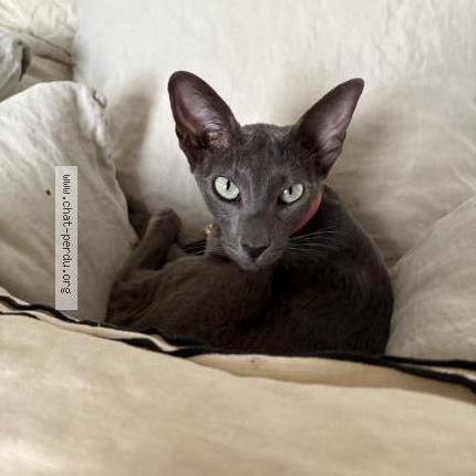 Photo 1/1 ZAZA Chat lost in Le grand village plage