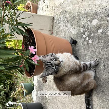 Photo 1/1 LENNY Chat lost in La brousse