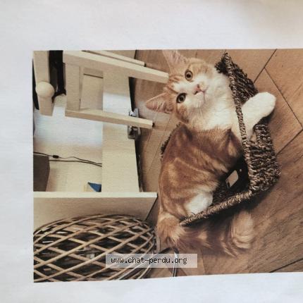 Photo 1/1 Jack Chat lost in Simacourbe