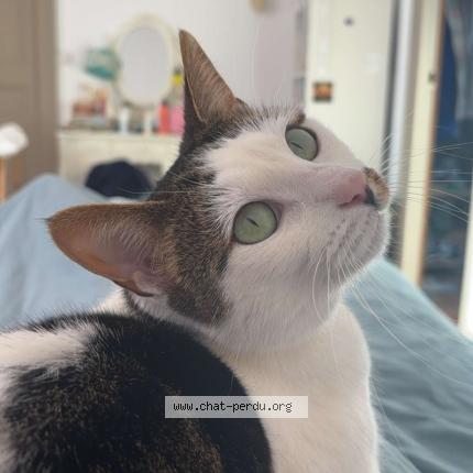 Photo 1/1 Nora Chat lost in Beaugency