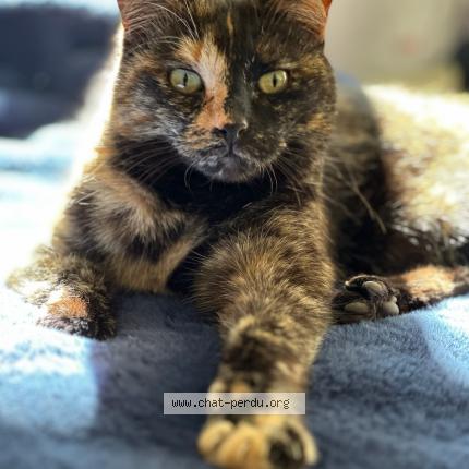 Photo 1/1 Kickass Chat lost in Locquemeau