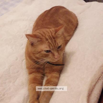 Photo 1/1 Rouquin Chat lost in Lys lez lannoy