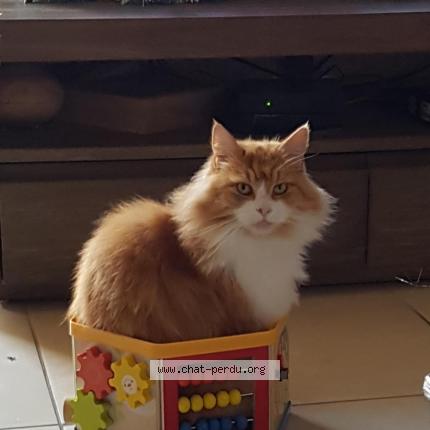 Photo 1/1 Chachounette Chat lost in Ruch