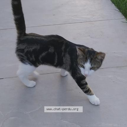Photo 1/1 Fripouille Chat lost in Feneu