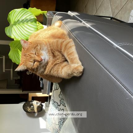 Photo 1/1 Joe Chat lost in Beziers