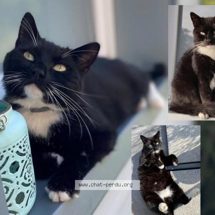 Foto van vermiste kat in Flemalle
