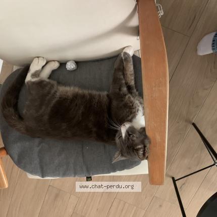 Photo 1/1 Socrate Chat lost in Longuenee en anjou