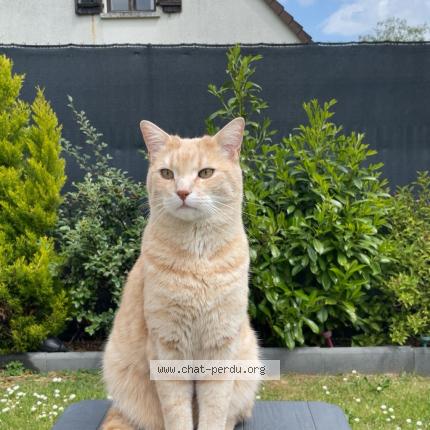 Photo 1/1 Pepsi Chat lost in St arnoult en yvelines