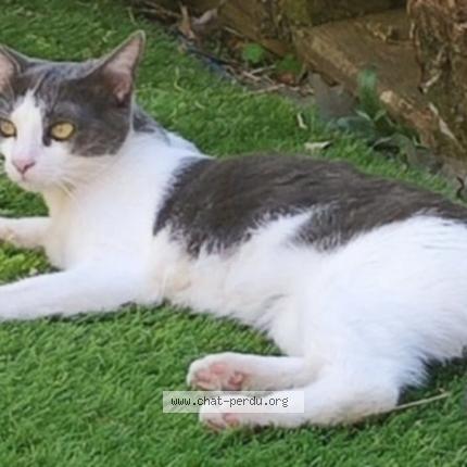 Photo 1/1 Molly Chat lost in Bihorel