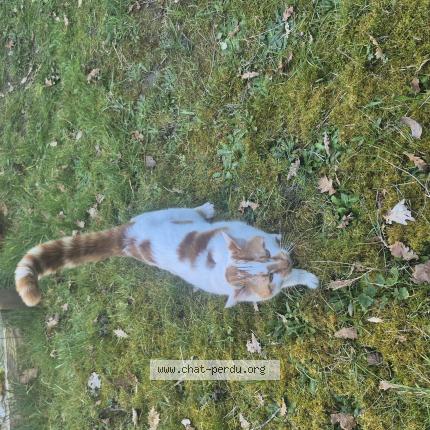 Photo 1/1 Alfy Chat lost in Saint pierre de chignac