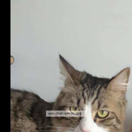 Photo 1/1 Wladimir Chat lost in Moissy cramayel