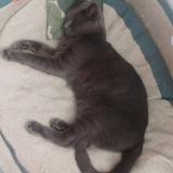 Picture of cat lost at Maubec