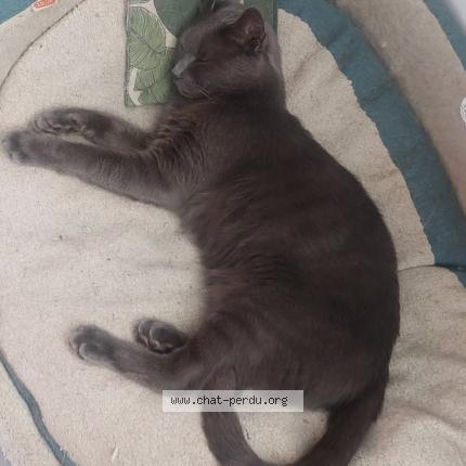 Photo 1/1 Jet Set Chat lost in Maubec