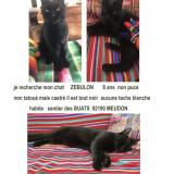 Picture of cat lost at Meudon