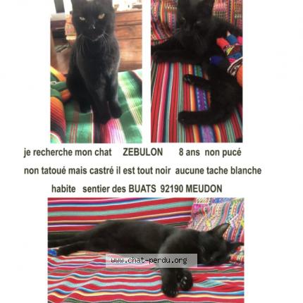 Photo 1/4 Zebulon Chat lost in Meudon