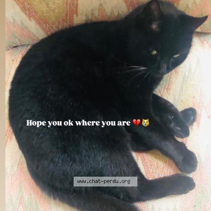 Photo 2/4 Zebulon Chat lost in Meudon