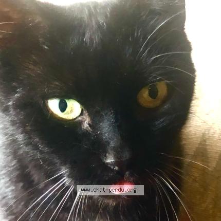 Photo 3/4 Zebulon Chat lost in Meudon